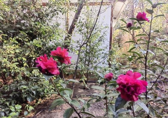 大理茶花谷：春日里的一场徒步盛宴