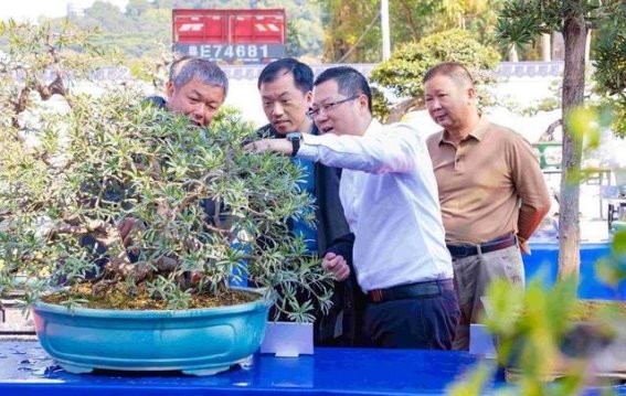 虎门迎春花市与盆景艺术展：岭南文化的春意绽放
