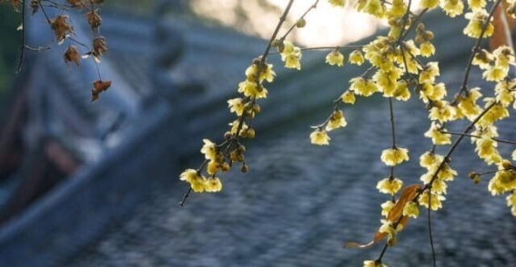 超山梅花的千年情怀——郁达夫笔下的古梅今再绽