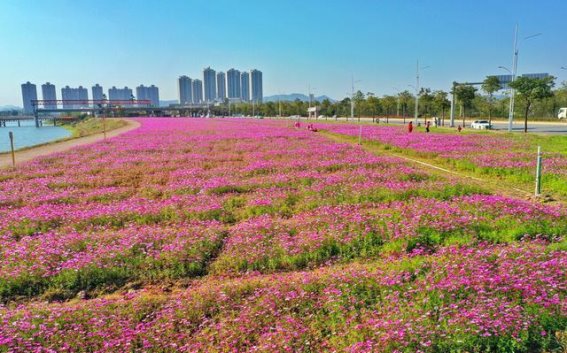 惠州小金河的格桑花海，宛如一片粉色的梦境