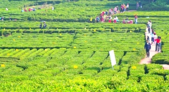 惠州茶韵飘香非遗文化工业体验之旅——工业与旅游的深度融合