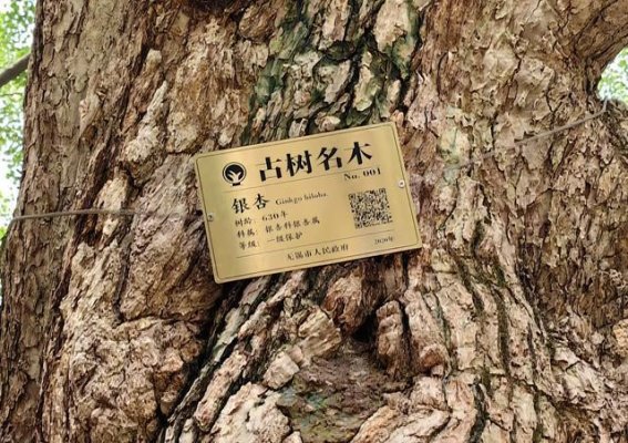 无锡，太湖畔的诗意与韵味
