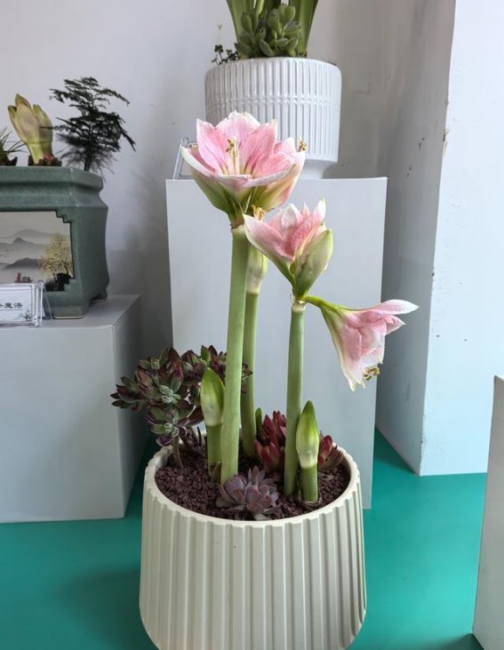 两花同开春意浓——朱顶红与水仙花在郑州的美丽绽放