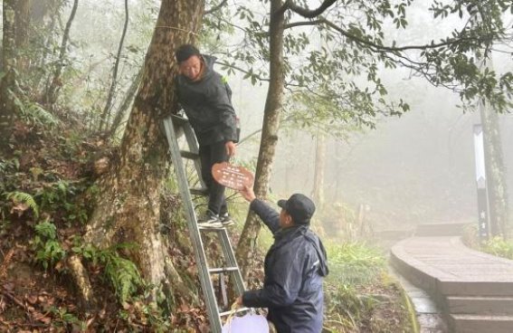 齐云山：古树名木的保护与文旅融合之路