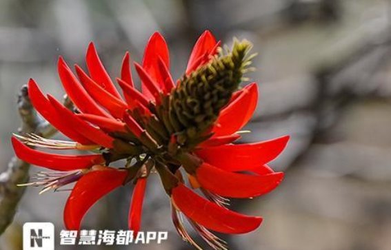 泉州春色醉人，刺桐花盛开如火