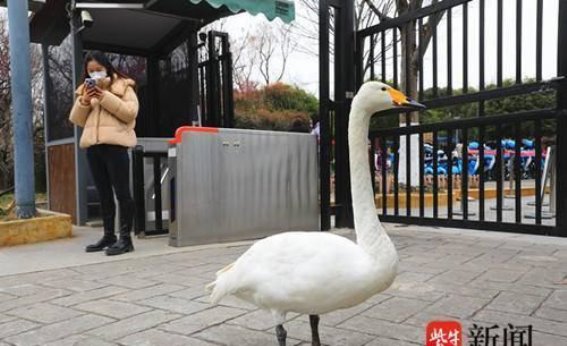 梅花山的“白天鹅大使”迎接四方游客