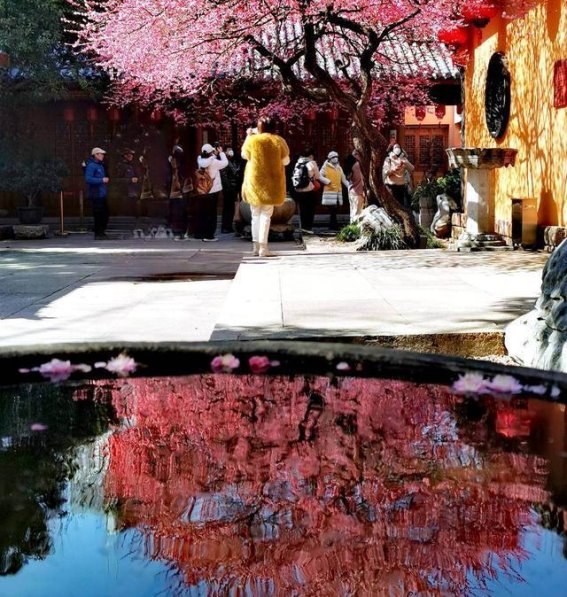 梅花香自浙江，飘逸千里