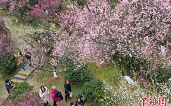 南京梅花绽放：古城春光如画