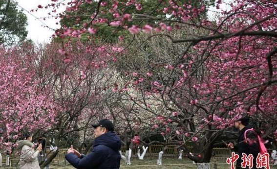 杭州西湖梅花盛开，吸引游客纷至沓来
