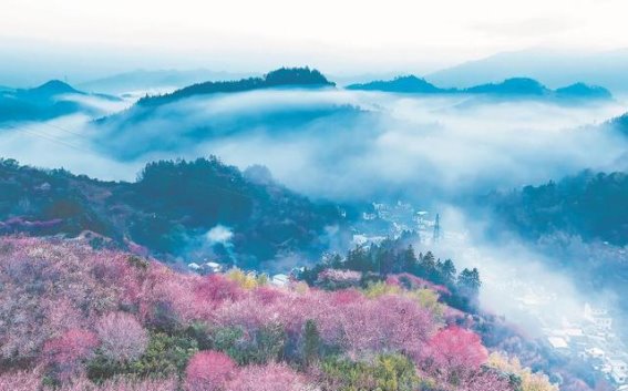 歙县卖花渔村：梅花与富民路的完美结合