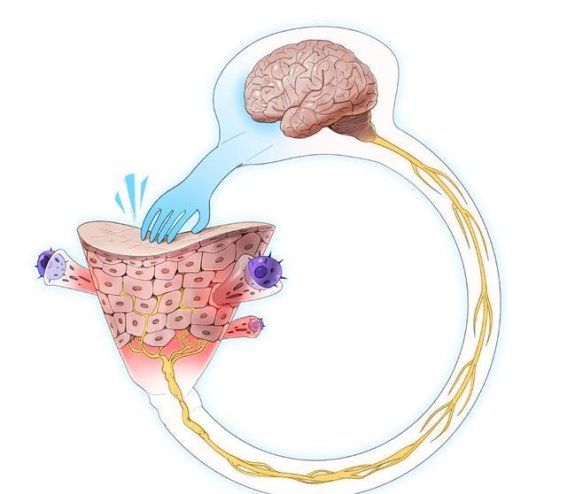 痒感的科学解析：为何越挠越痒，究竟是什么机制在作祟？