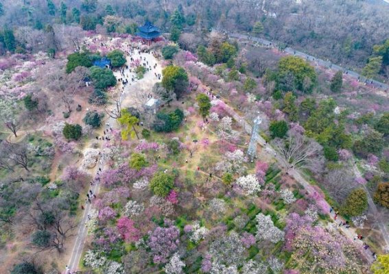 南京梅花山梅花盛开，春日踏青正当时