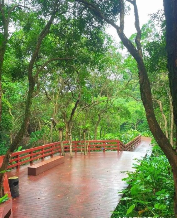 莲花山公园：深圳的绿意与文化之心