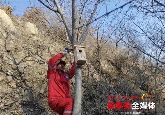 泰山巴山管理区为鸟儿营造温馨家园 生态保护迈出新步伐