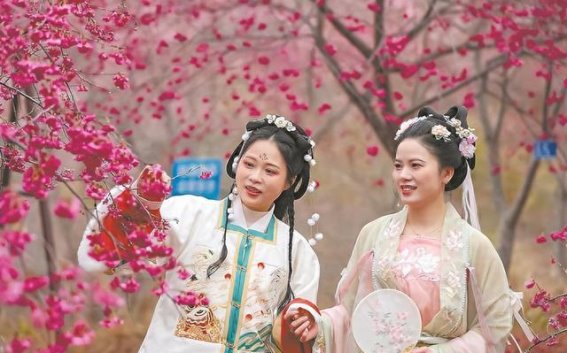 樱花与文化共舞，清流赖坊樱花园的春日盛宴