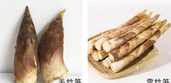 春笋的健康隐患与安全食用指南