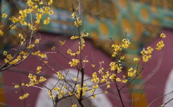 北京春日腊梅盛放，卧佛寺内春意盎然