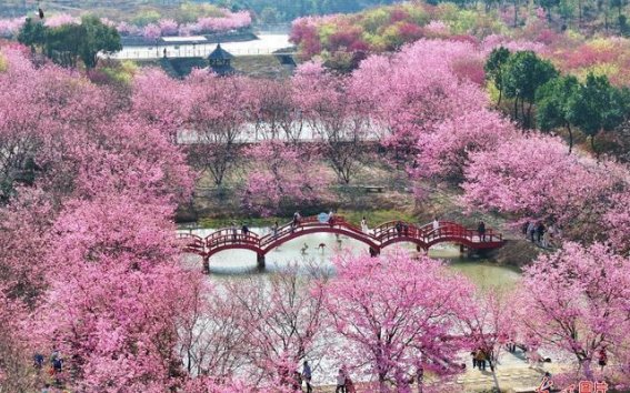 春风拂樱花，乐享衡阳春光