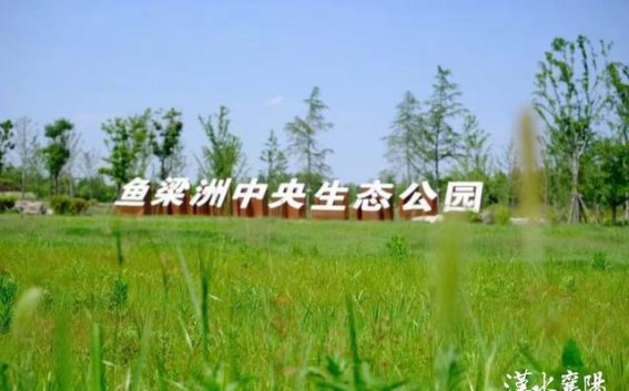 鱼梁洲的绿色奇迹：两山理念引领生态文明新征程