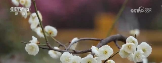 春花引领旅游热潮，花卉经济激发城乡新动能