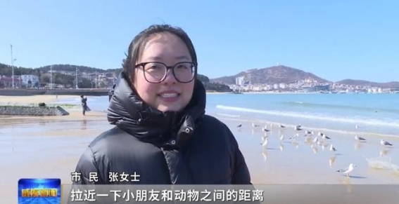 海鸥翱翔，春日浪漫与自然共生