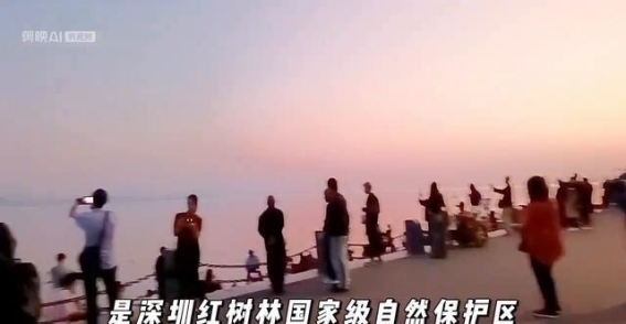 深圳红树林国家湿地公园：自然奇观与生态守护的完美融合