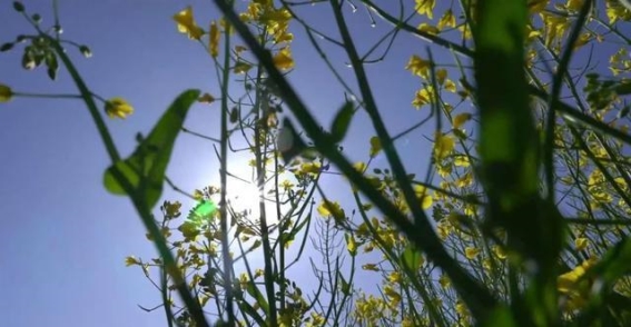 春天的邀约，花海的魅力——邂逅宾川油菜花的温暖时光