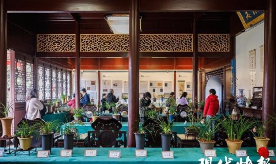 兰香氤氲，园梦雅境——走进常熟燕园兰花展