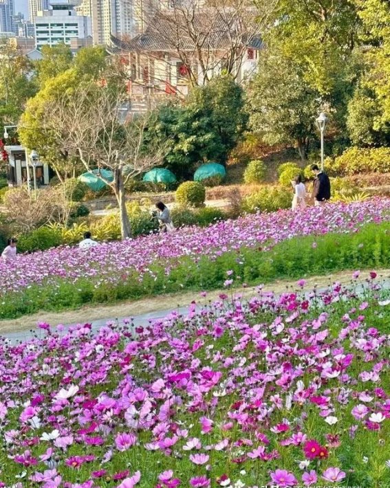 福州金鸡山公园春日格桑花海：沉醉在花的海洋里