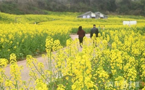 春光无限，内江油菜花海邀你共赏