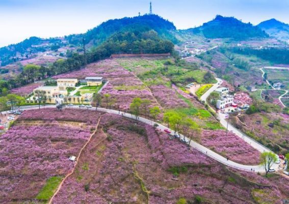 2025年第39届桃花荟：春日盛会点亮龙泉驿幸福生活季