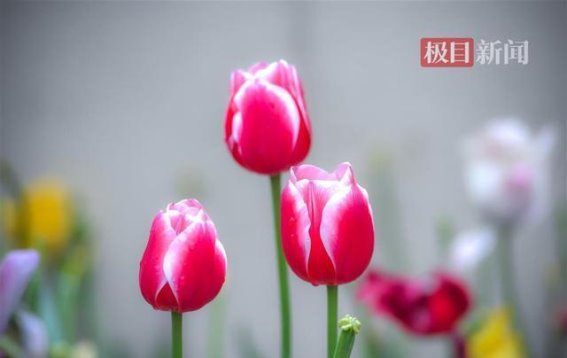 中山公园郁金香花海：春日里的色彩盛宴