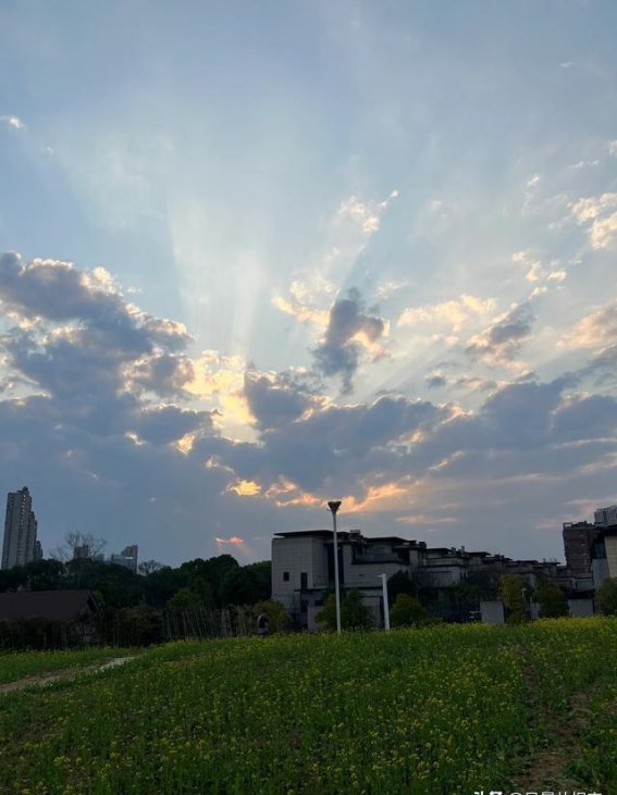 春日踏青，马兰圩公园油菜花盛开