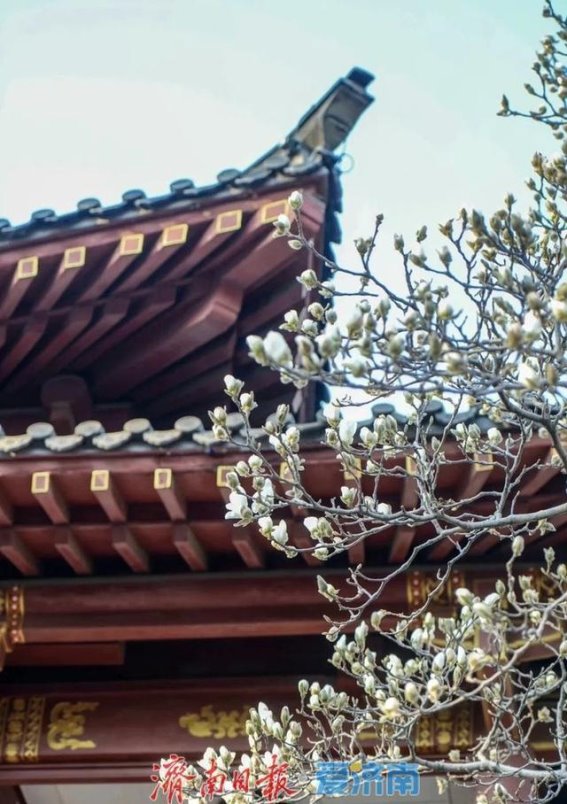 泉城春光，花开时节的浪漫邂逅