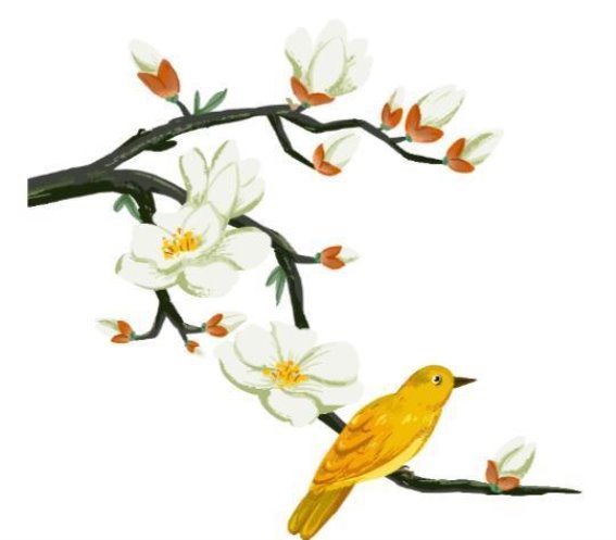 萧山春日玉兰花：在花香中遇见美好