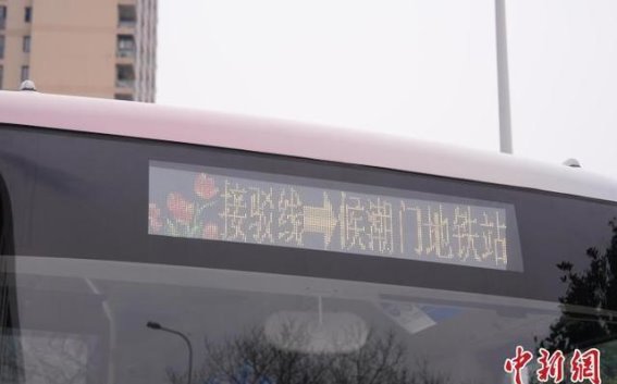 春日郁金香花展开启，公交“接驳线”助力市民便捷赴花期