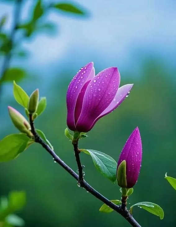 玉兰花开，三月春光如梦
