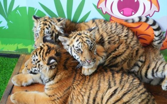 春日奇遇，山海之旅——济南野生动物世界邀您共赴奇幻盛宴
