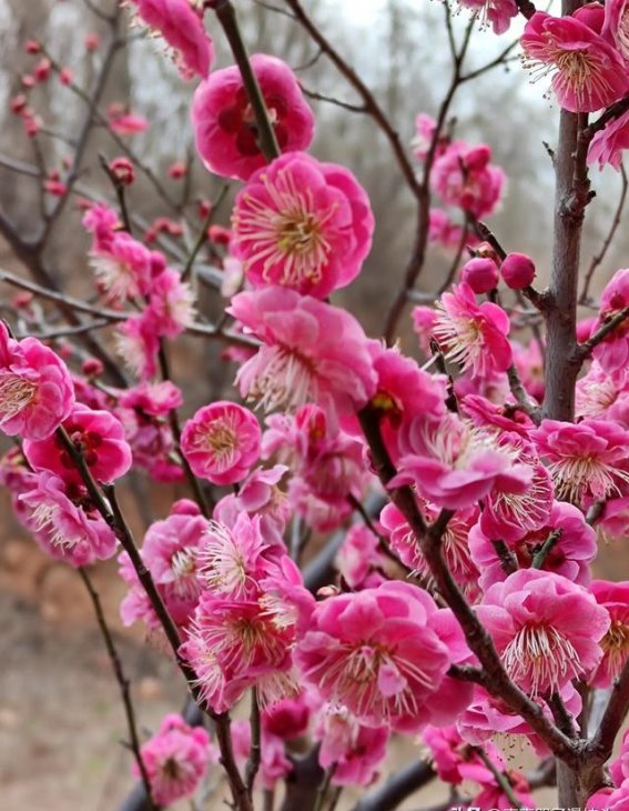 梅花盛放，独行观春