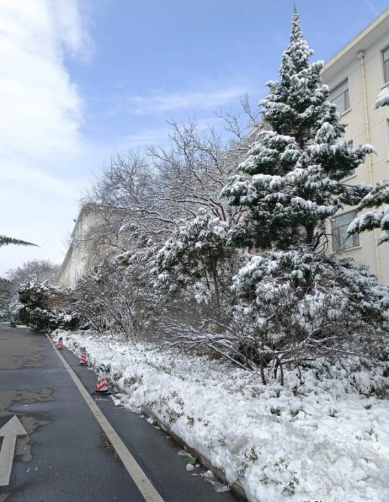 雪松与白雪：坚韧与高洁的象征