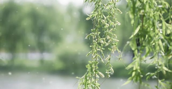 春季花粉过敏高发，如何有效应对？