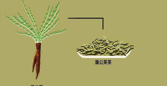 蒲公英泡水抗癌？揭开事实与误解