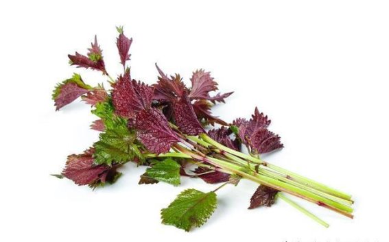 紫苏叶：古今药用与食用价值的融合