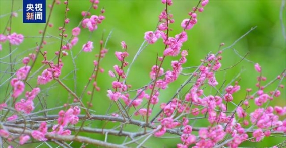 南岳梅花盛开，冬日里的诗意与浪漫