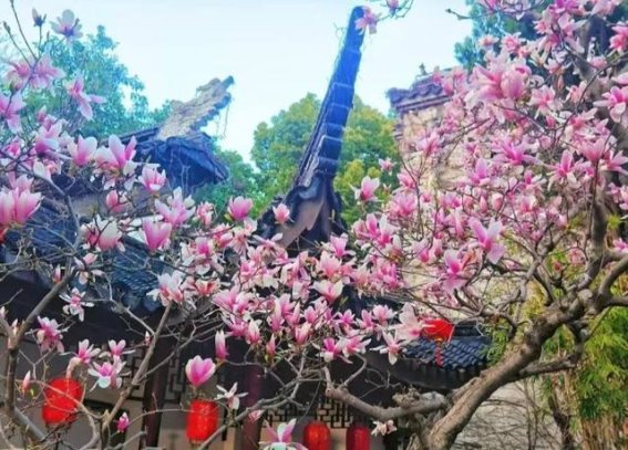 常州玉兰花开，春日里的美丽盛宴