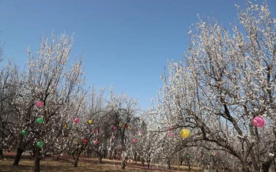 春风拂面杏花香，商河·怀仁第十届踏青赏花文化旅游节邀你共赴春日之约