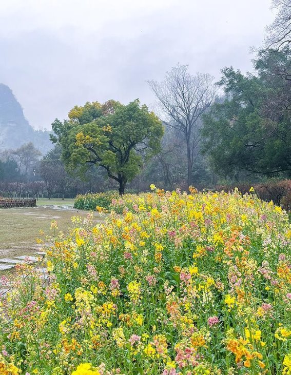 桂林西山公园：春花烂漫，梦幻花海之旅