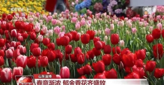 春光乍泄，花海盛宴点亮春日出游季