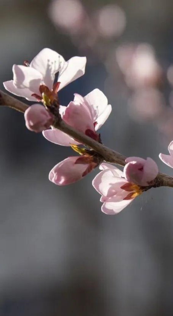 走进昌平三月，桃花如梦如幻
