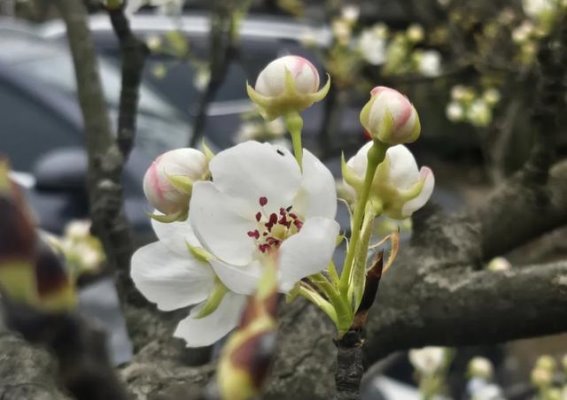 梨花溪的初春之约：花开渐远，白雪初现